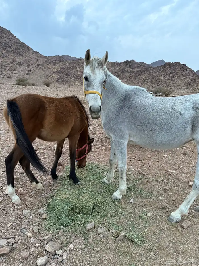 فرس شعبيه تحته مهره للبيع 0