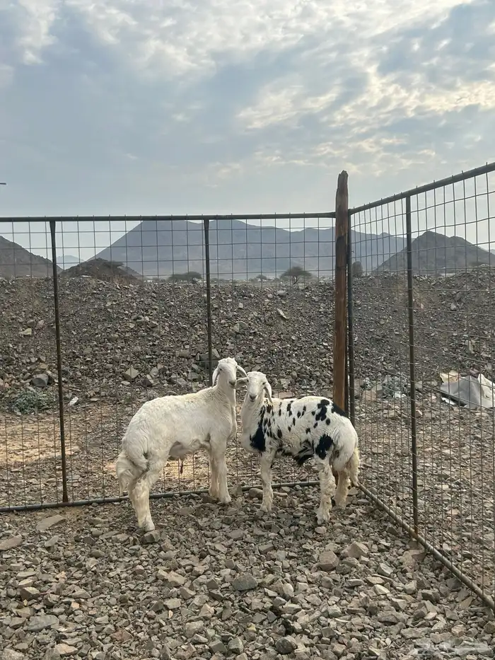 للبيع طليين شحم نظاف 1