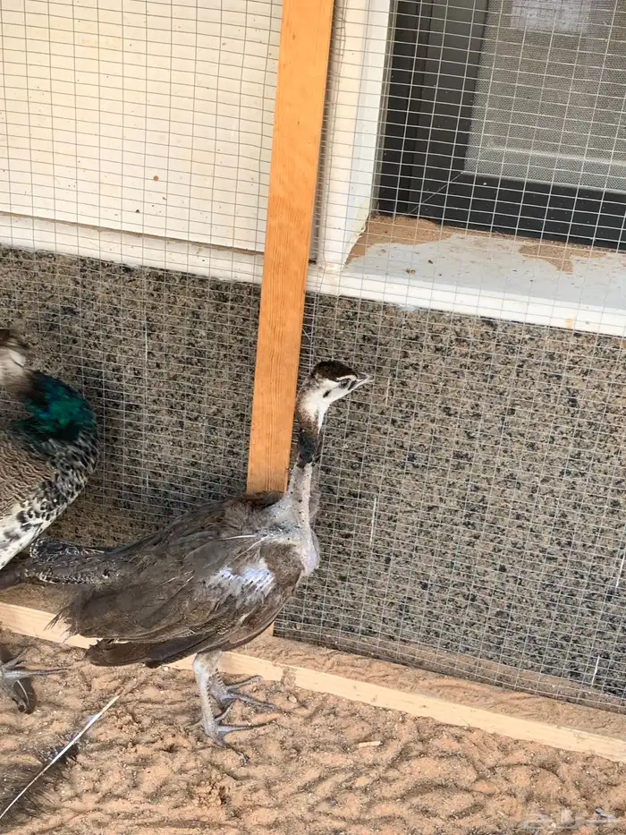 طاووس هندي زوج للبيع 1