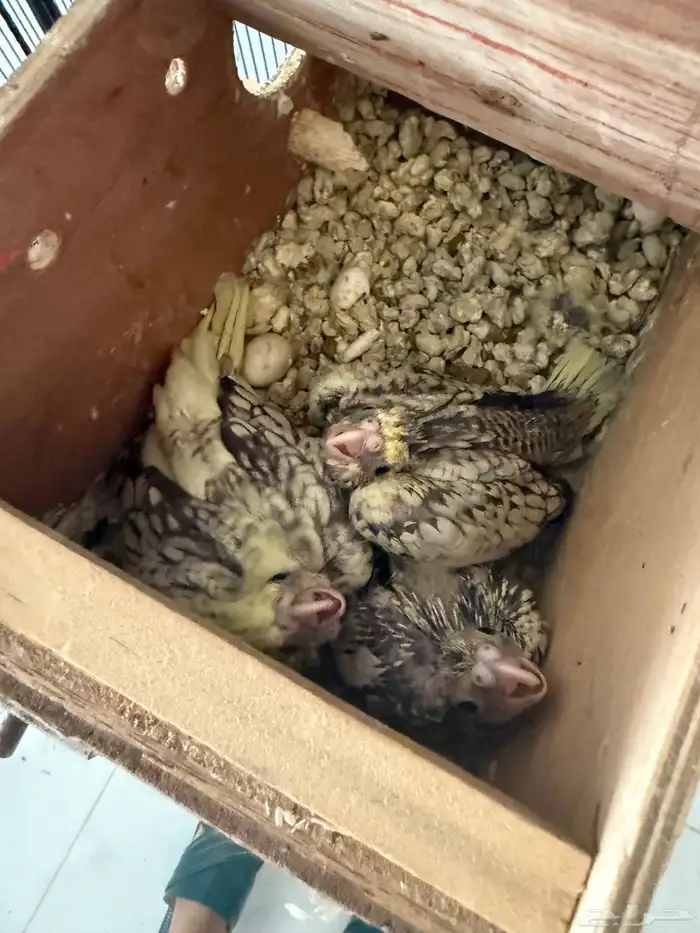 طيور كروان غر العدد 3 0