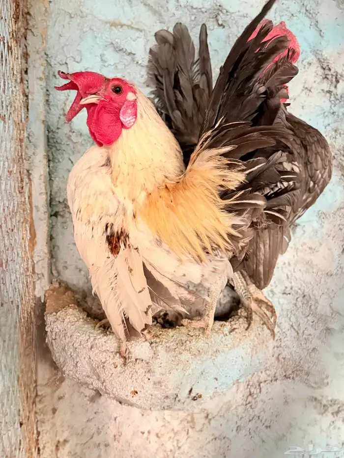 ديكة سيراما 0