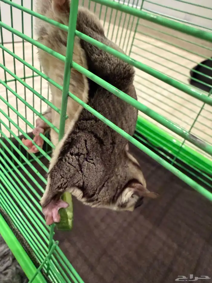 سنجاب شوقر كلاسيك قلايدر للبيع 0