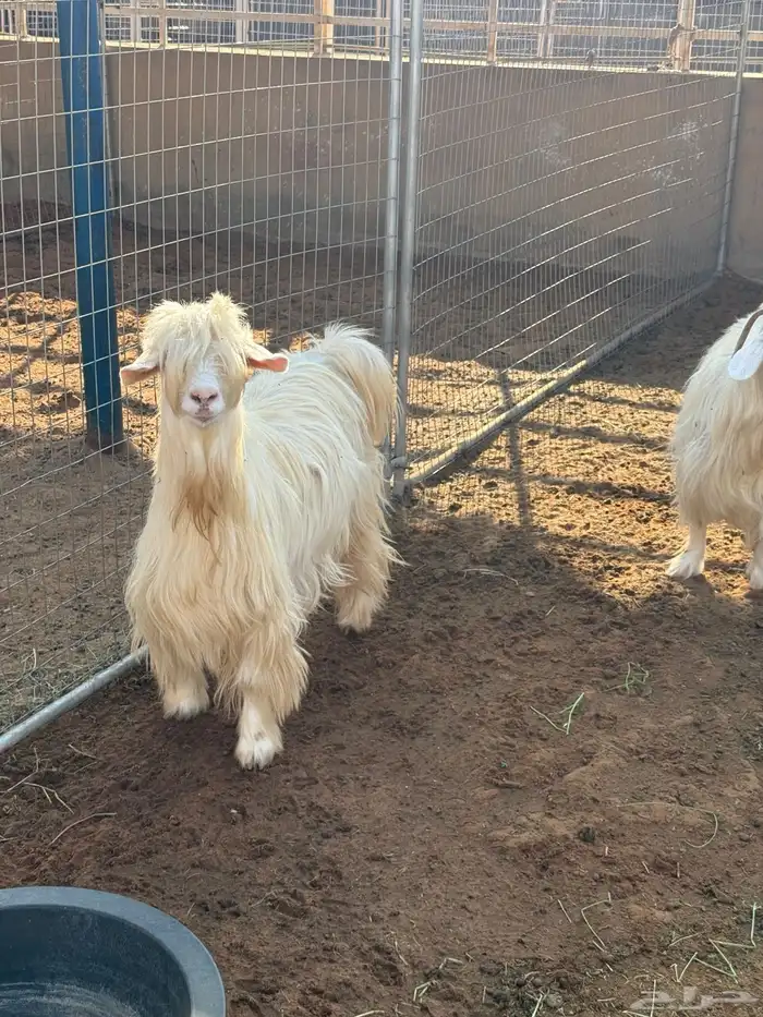 ماعز رحبي نوادر 1