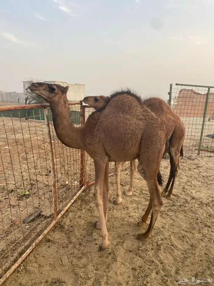 قعدان طيبه للبيع 5