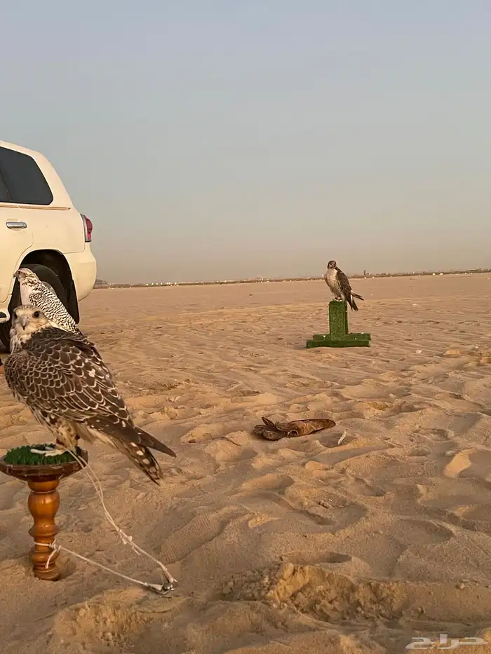 دوره تعليم الصقاره 4