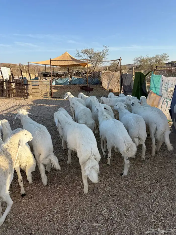 خرفان كفو جبره 4