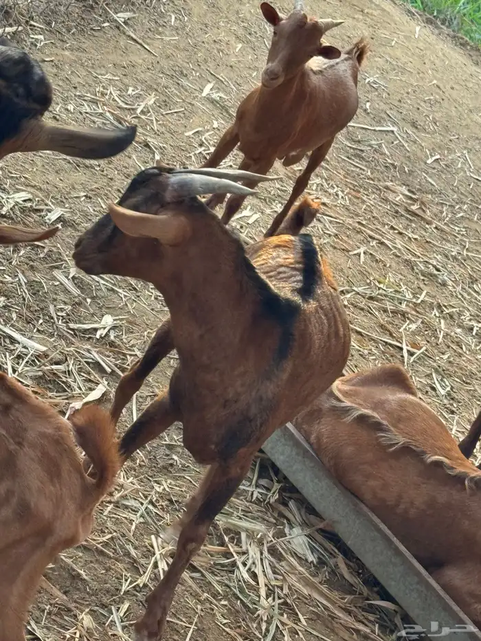 تيوس مندي سمان ونظاف 5