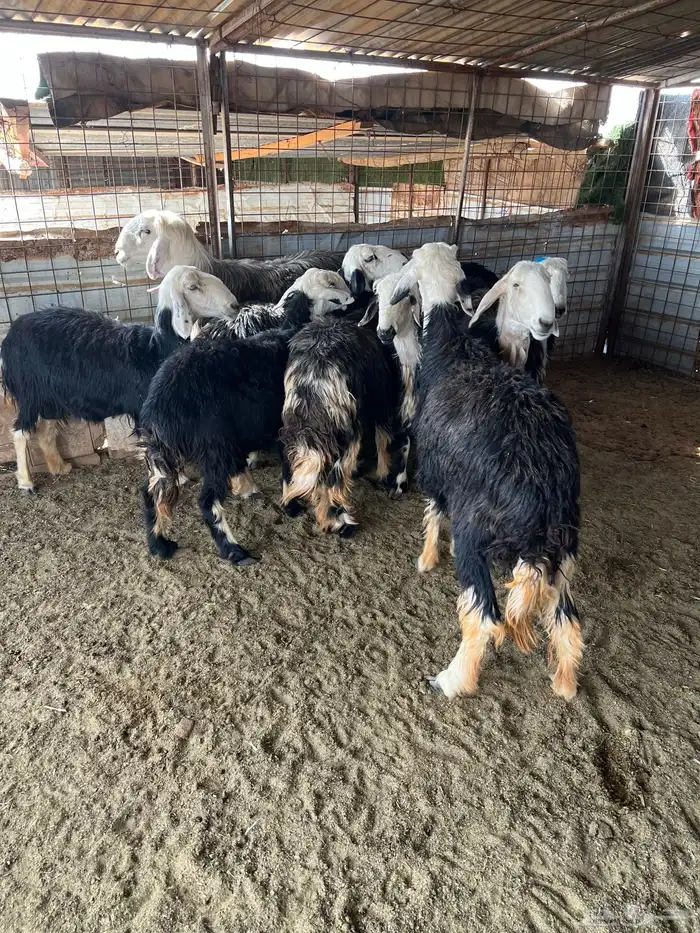 غنم نجد طيبه مضاريع 5