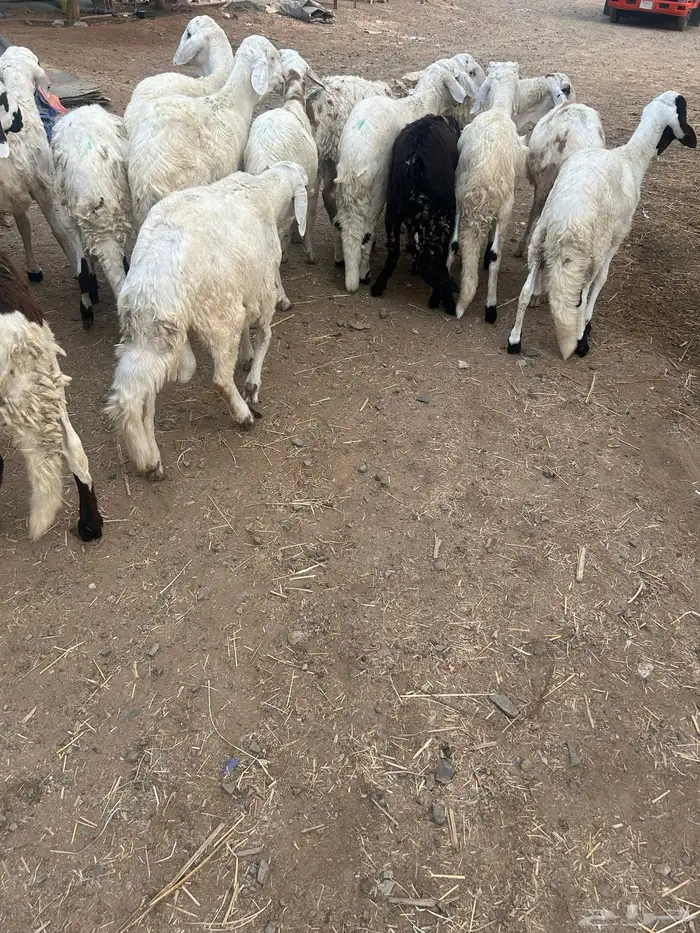 سواكن بيض تربية ثلاثة شهور 5