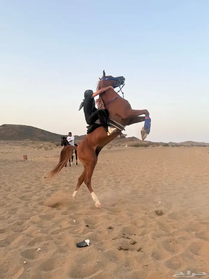 للبيع حصان واهو 3