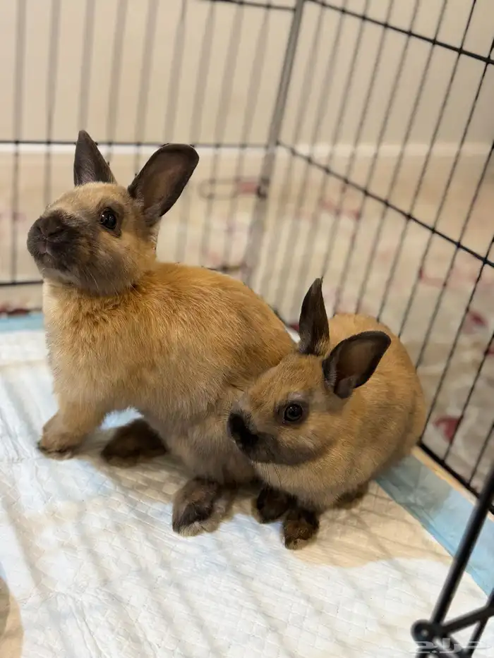 زوج ارانب هولندي 1