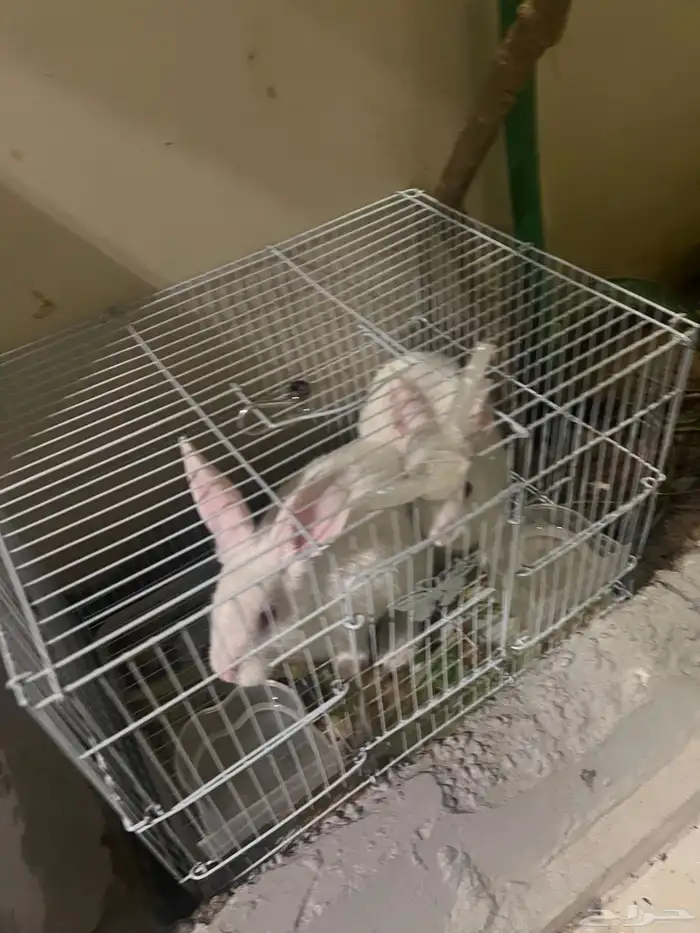 ارانب للبيع مع الشبك 4