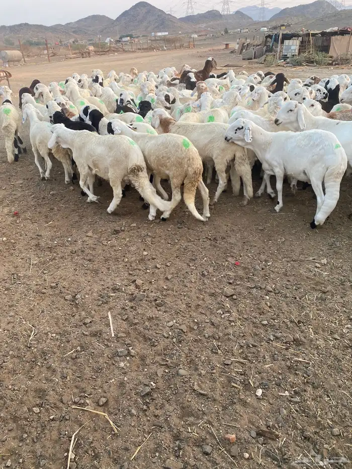 طليان سواكن بيض 5