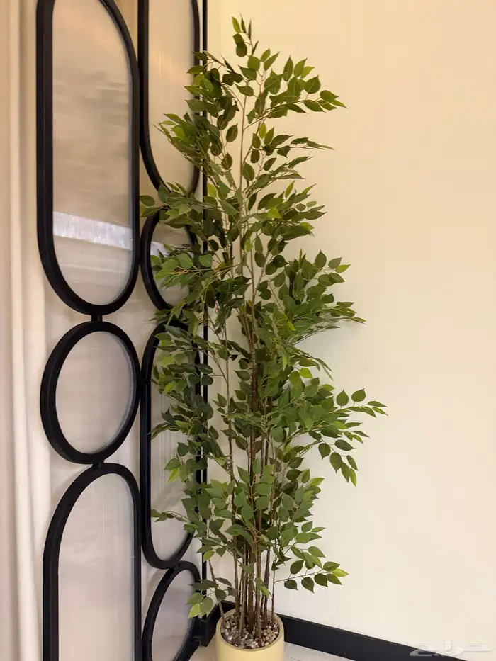 للتقبيل صالون نسائي 58