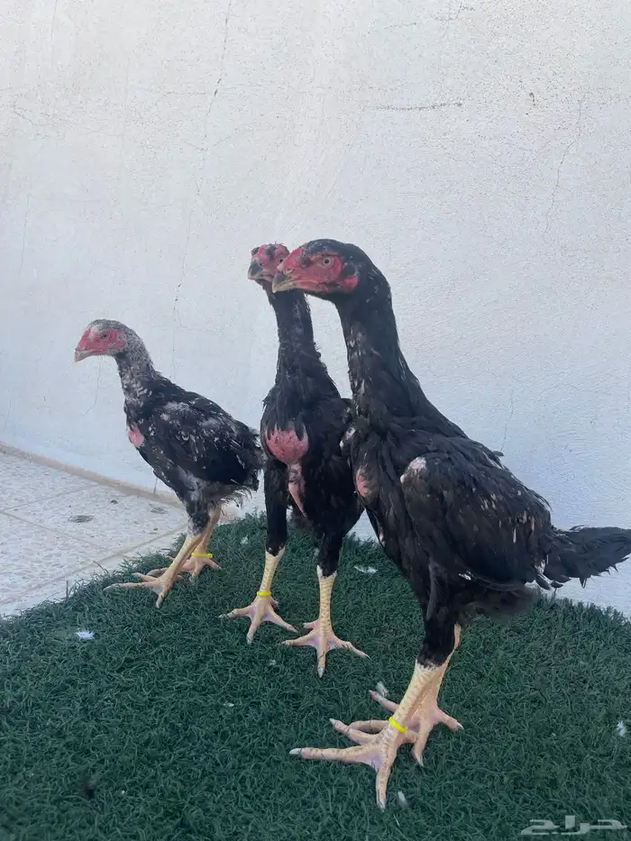 فروخ شامو الماني هزاز 3