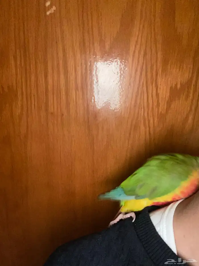 للبيع ببغاء كنيور محجل 17
