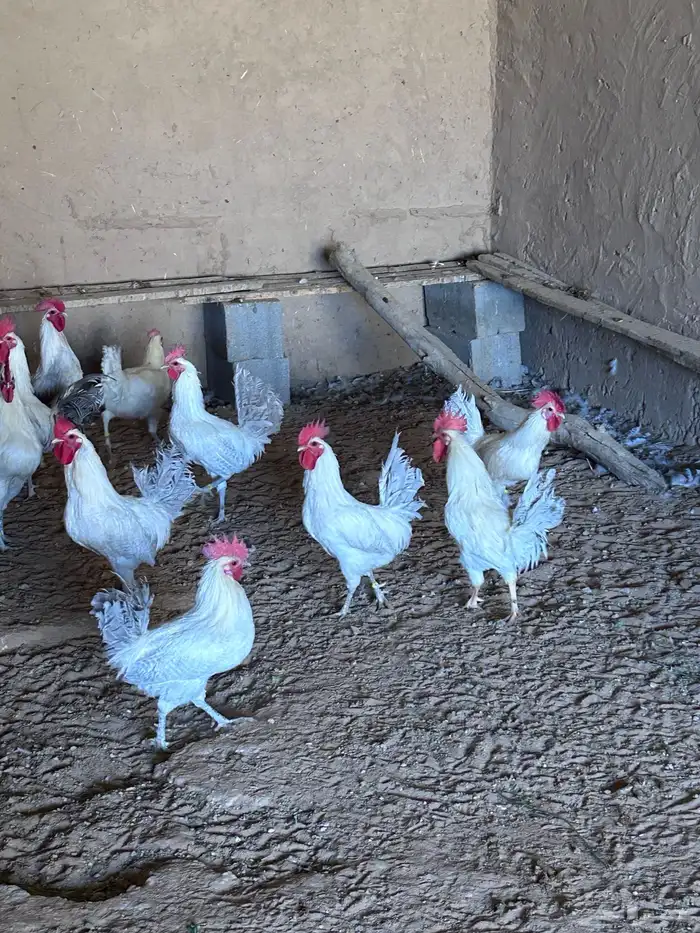 ديك رومي وديك فيومي ساجر 0