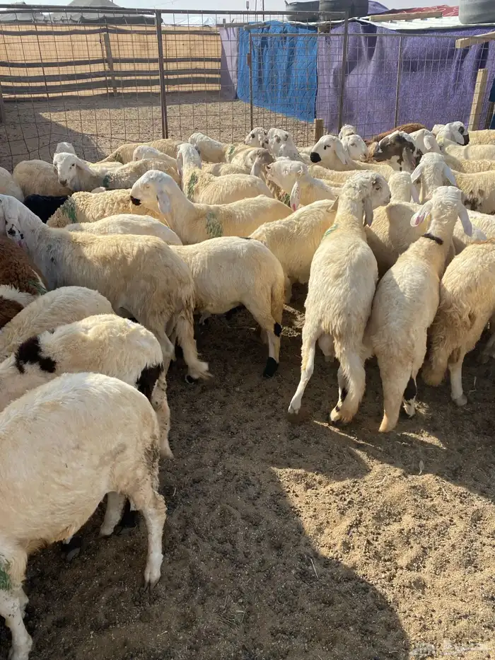 للبيع طليان سواكن 0