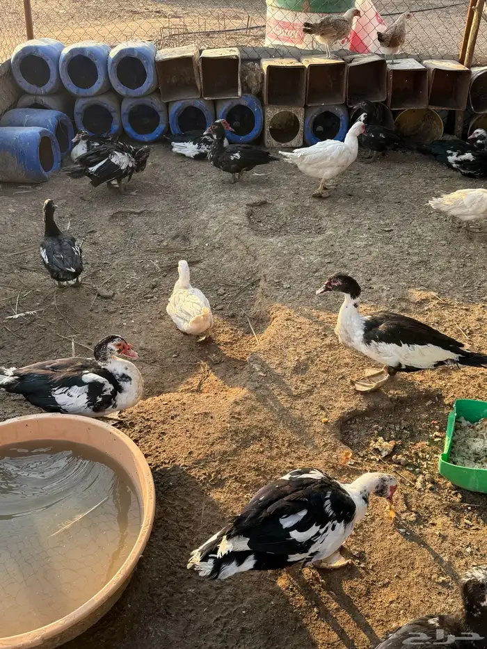 بح مصري للبيع عل وشك يبيض 0