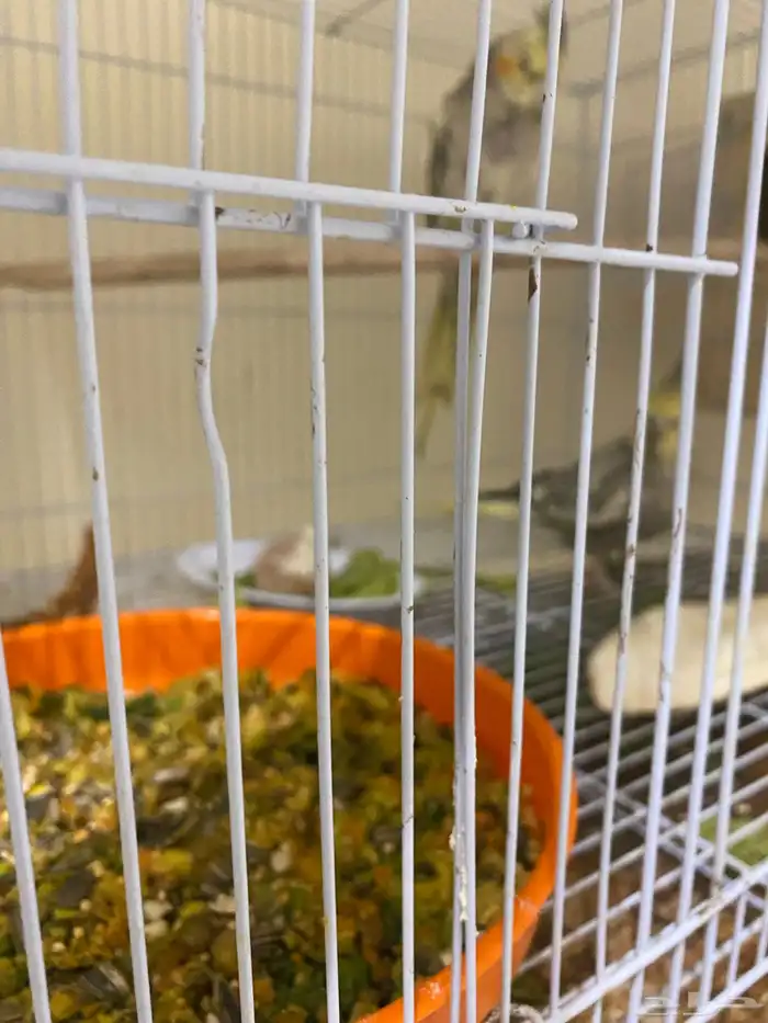 للبيع جوز كروان فراشه 2