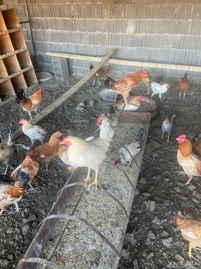 ديوك بلدي صحة على الشرط. 1