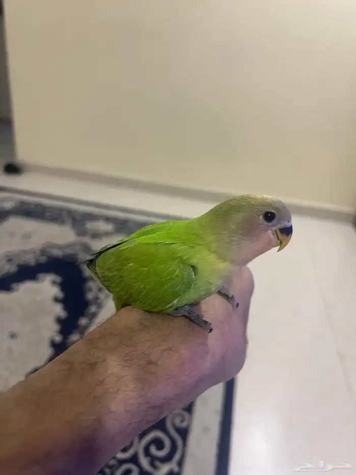 فرخ روز نهاية غر اليف 3