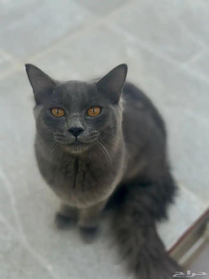 قط ذكر للتبني 0