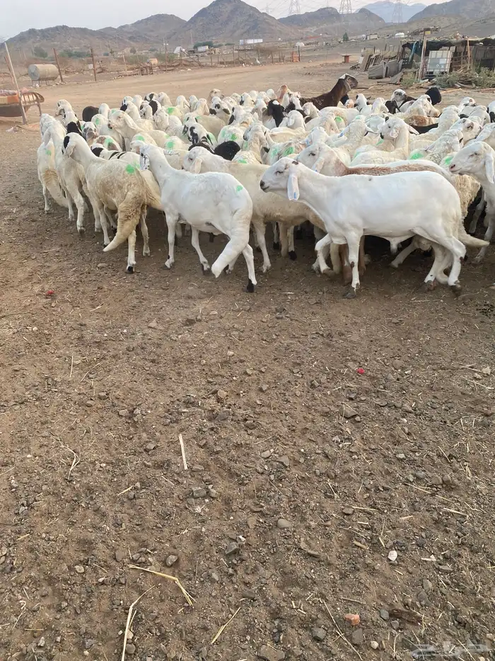 طليان سواكن بيض 3