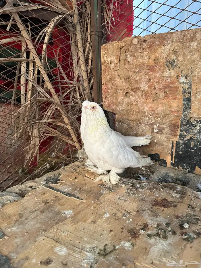 للبيع حمام زينه 0