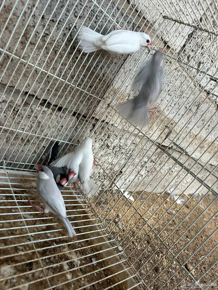 ازواج جاوا فنش 2