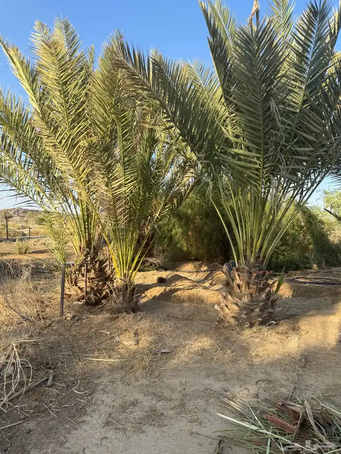 نخل بكاير للبيع 0