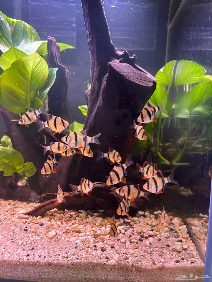 اسماك تايقر بارب للبيع 3