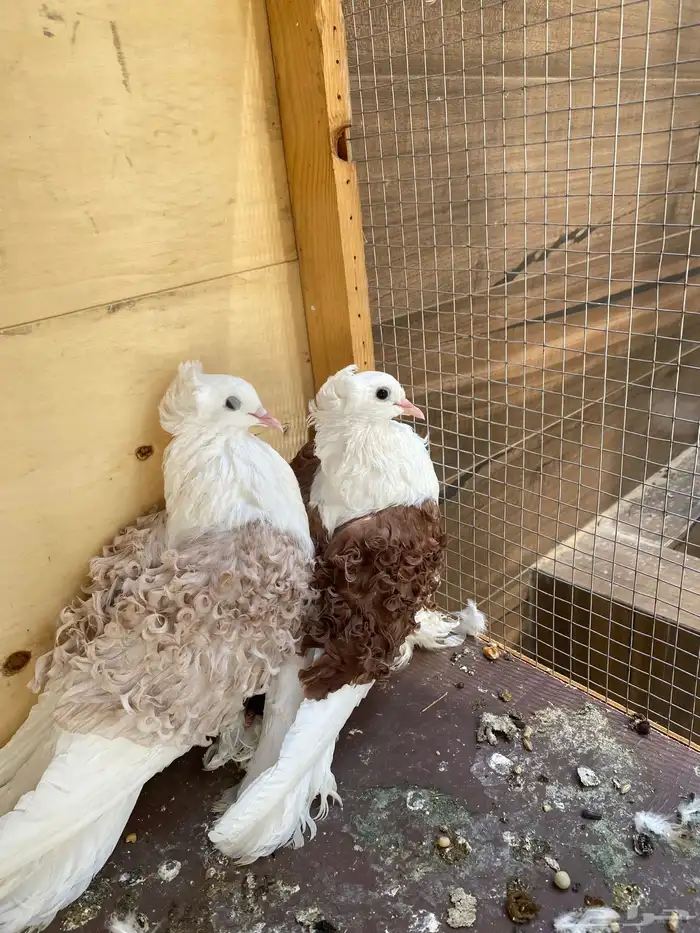 زوج حمام مفتل لون جميل 2