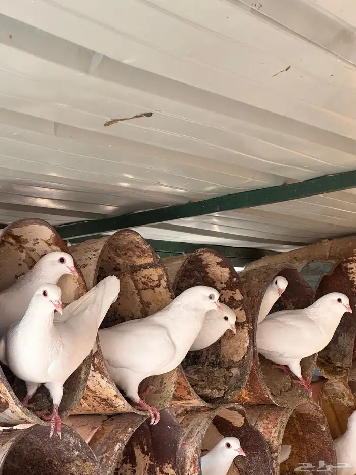 حمام فرنسي سوبر جامبو 3