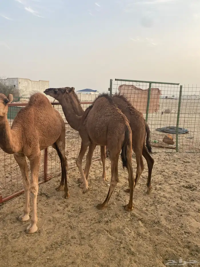 قعدان طيبه للبيع 3