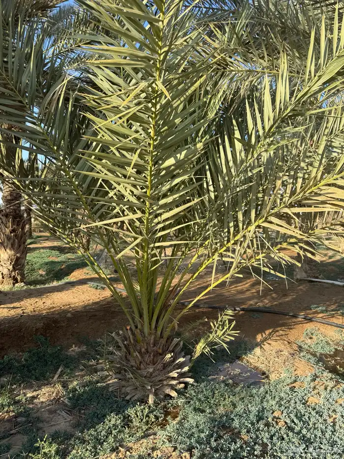 نخل بكاير للبيع 7