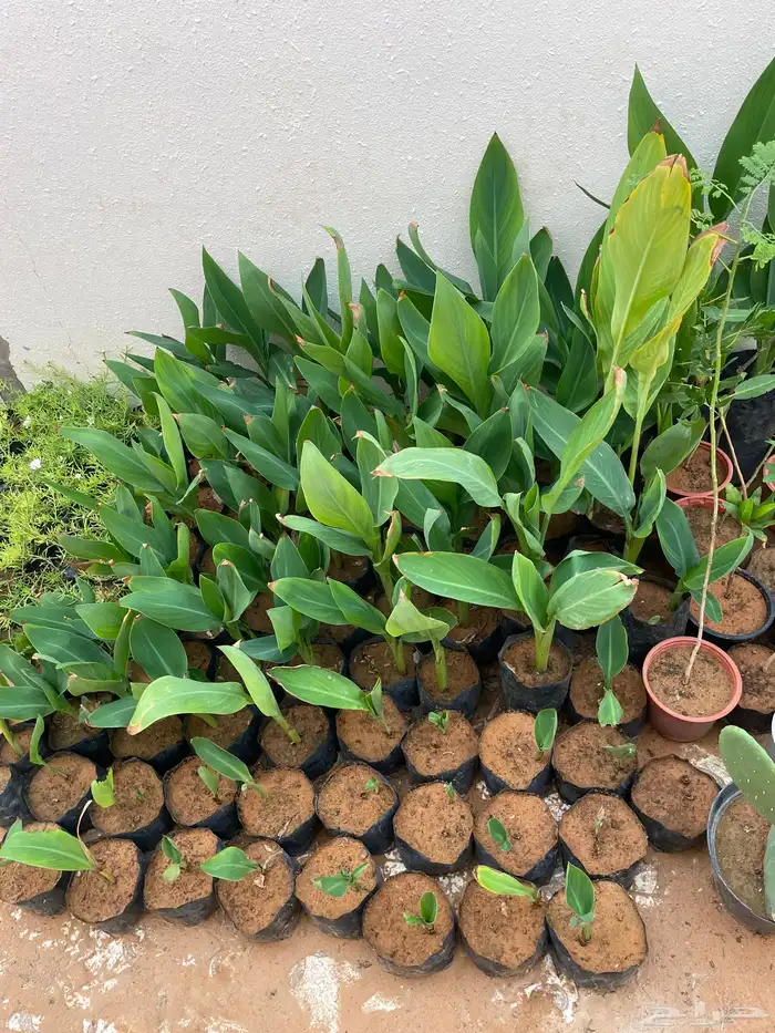 شتلات للبيع الكنه والصبار ومتسلقة صباح الخير ب 3 ريال 0