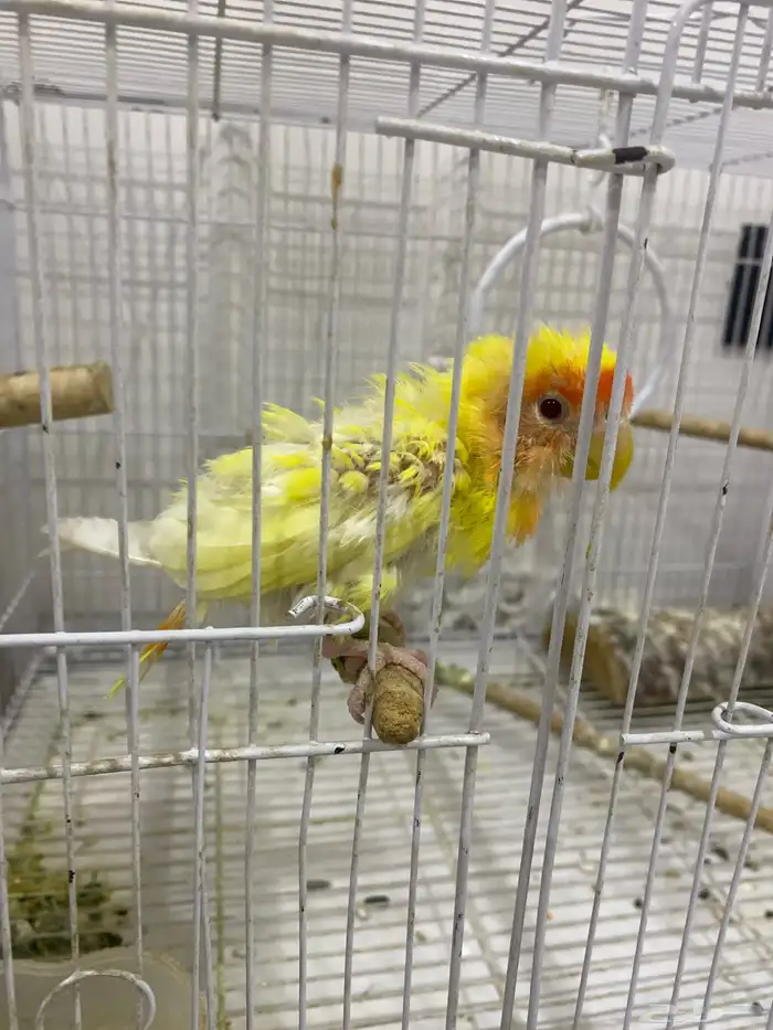 روز أليف للبيع المستعجل 2