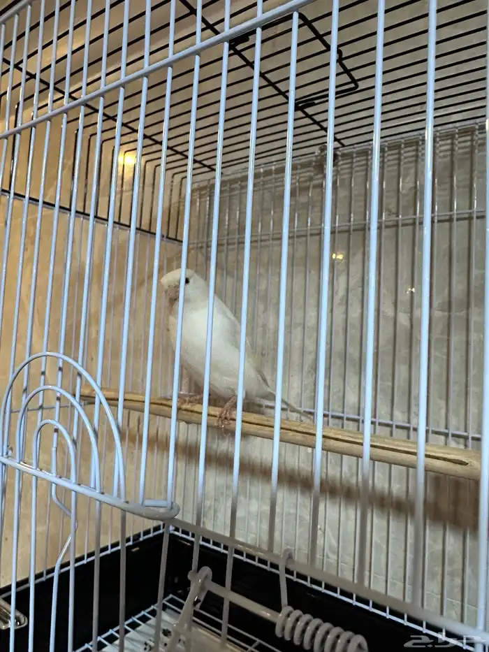 كناري تغريد 1