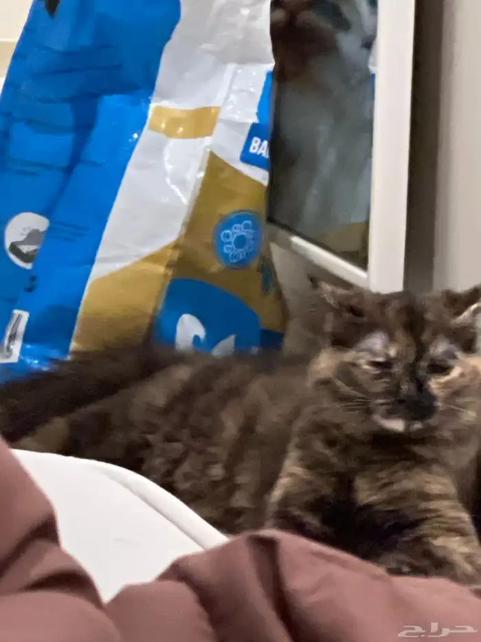 قطه شيرازيه للتبني مؤقتا 2