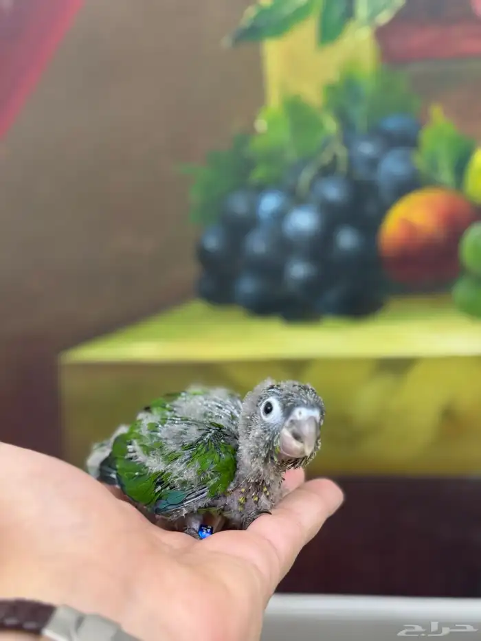 كنيور قرين شيك 2