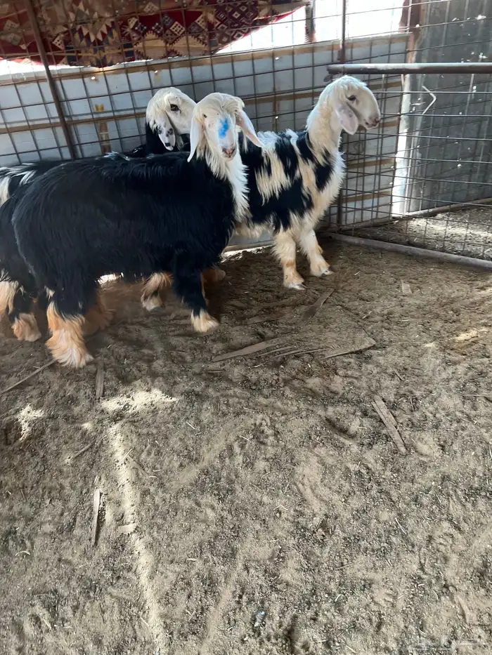 رخال نجد اعمارها 8شهور 7