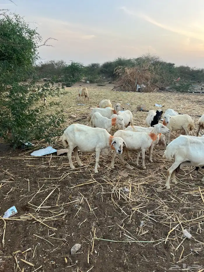 اعرض لكم ضان العدد 44 بلدي للبيع دوار 4