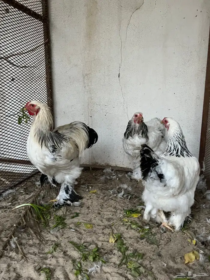 للبيع طقم برهما كولمبي اصلي دجاجتين مع ديك 2