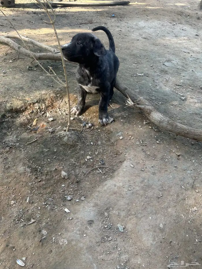 جراوه قوقاز 4