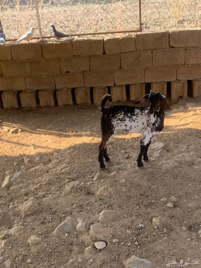 تيوس لبانيه 4