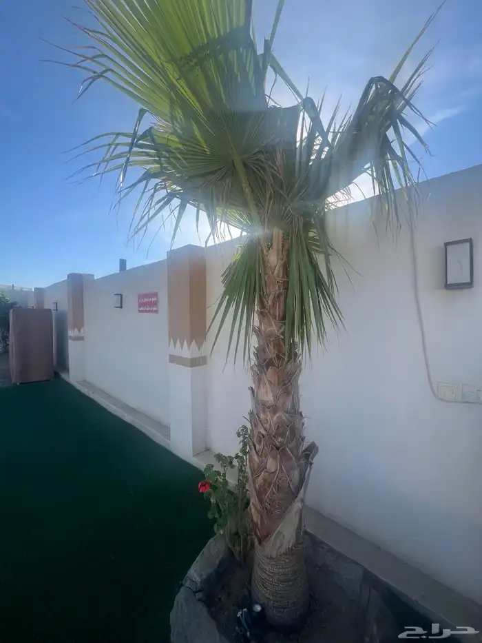 نخل واشنطن للبيع 3