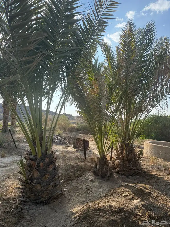 نخل بكاير للبيع 4