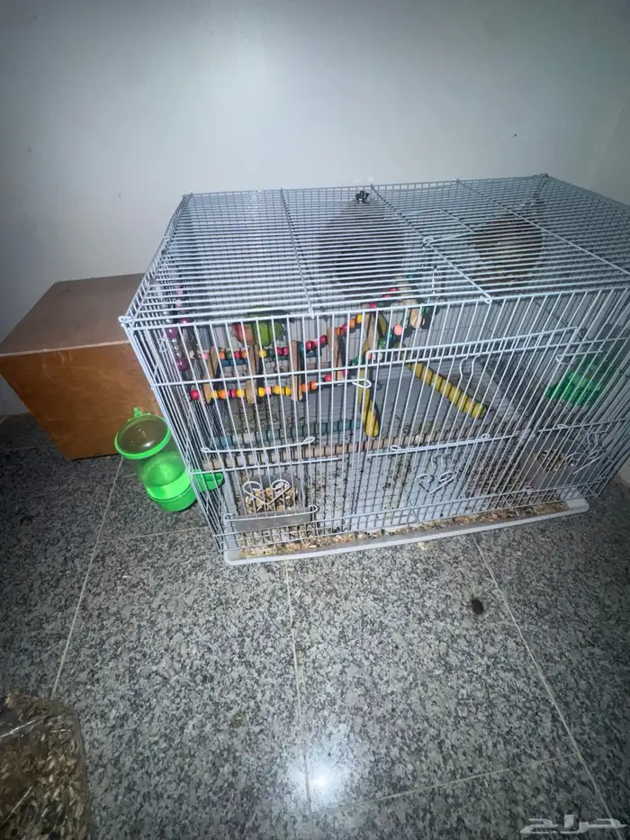 زوج روز مشروط مكينت انتاج مع بيضات 2 يفقصوان اسبوع ذا 1