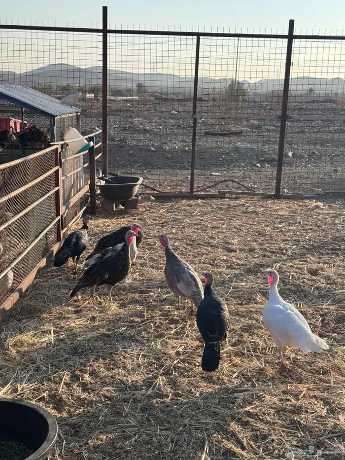 دجاج رومي نظييف 6